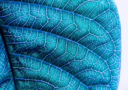 Biomimicry: How Nature Inspires Modern Technology